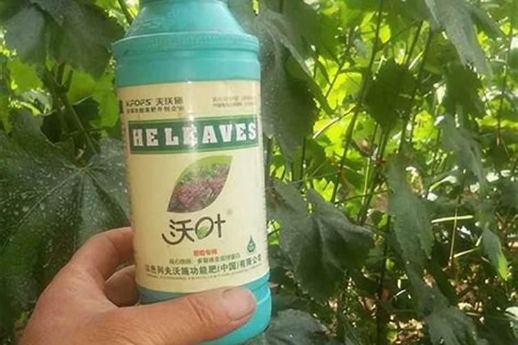桂花树枝叶少用什么叶面肥能让枝叶茂盛