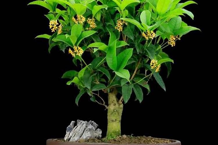 桂花树施什么肥合适