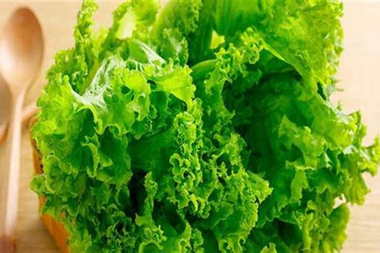 生菜怎样种植出苗最快