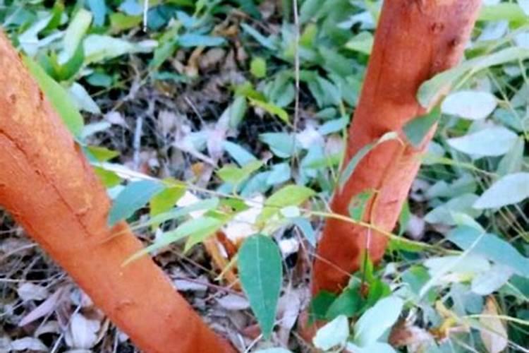 种植桉树后大概多久放肥料？