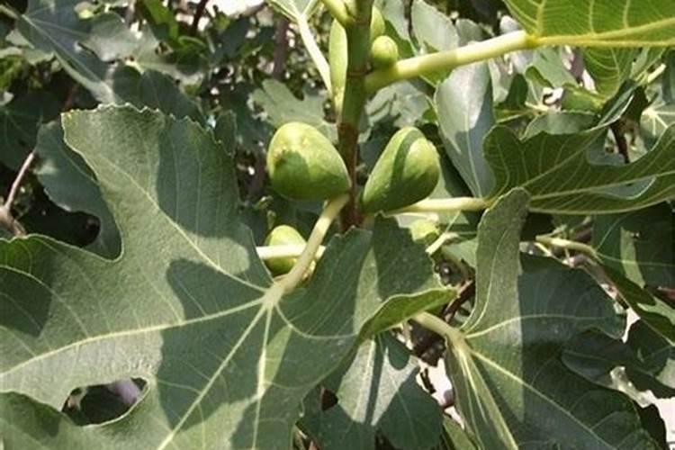 无花果果树施肥方法及时间 无花果果树如何施肥