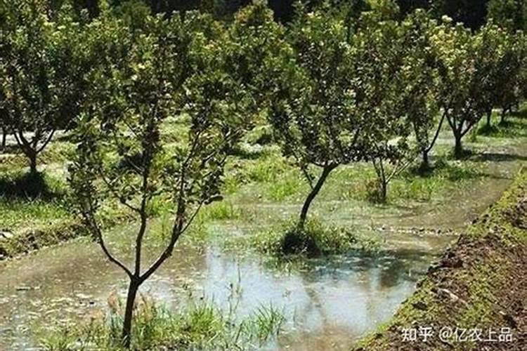 叶面肥可以浇花吗