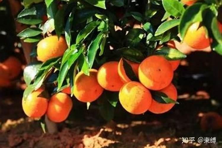 沃柑花期如何施肥保花保果？