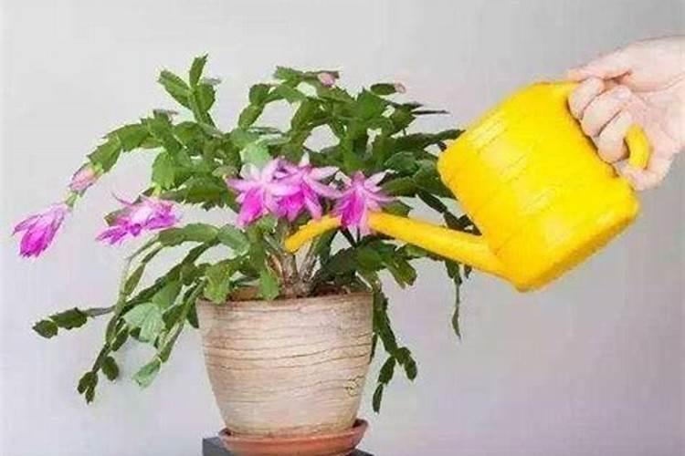 氮肥可以兑水浇花吗