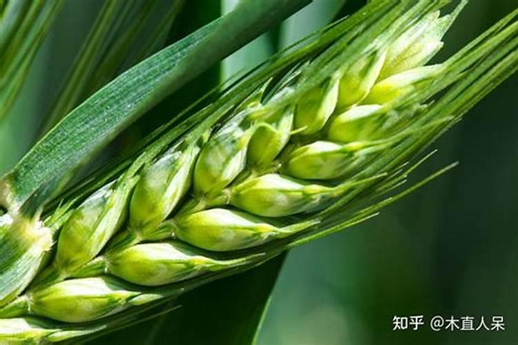 红土适合种什么农作物 红壤适合种的果树和经济作物