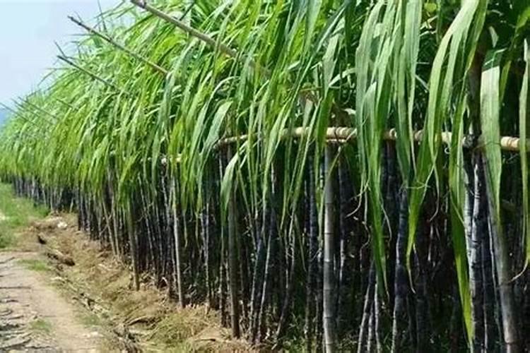 甘蔗中氮,磷,钾的适宜含量