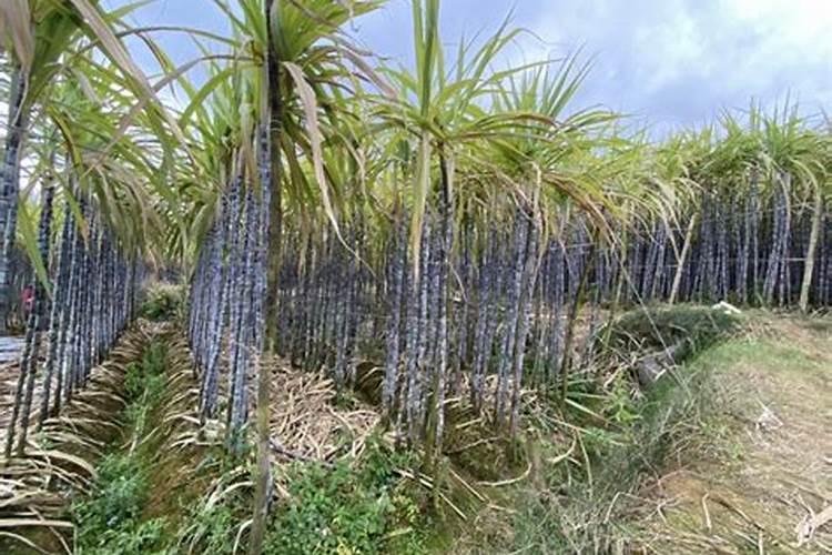 甘蔗营养特点与施肥技术