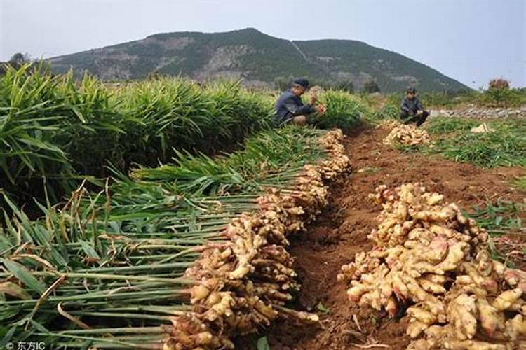 生姜的种植方法 生姜怎么施肥好