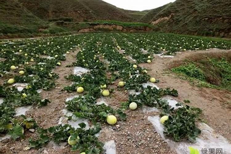 种植西红柿用什么肥料最好