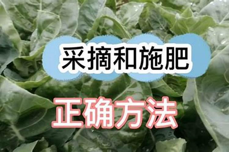 芥兰菜怎么种