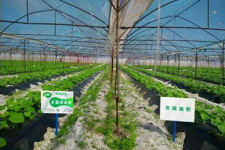 哈密瓜膨果期怎样施肥