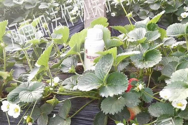 草莓高钾肥的使用方法