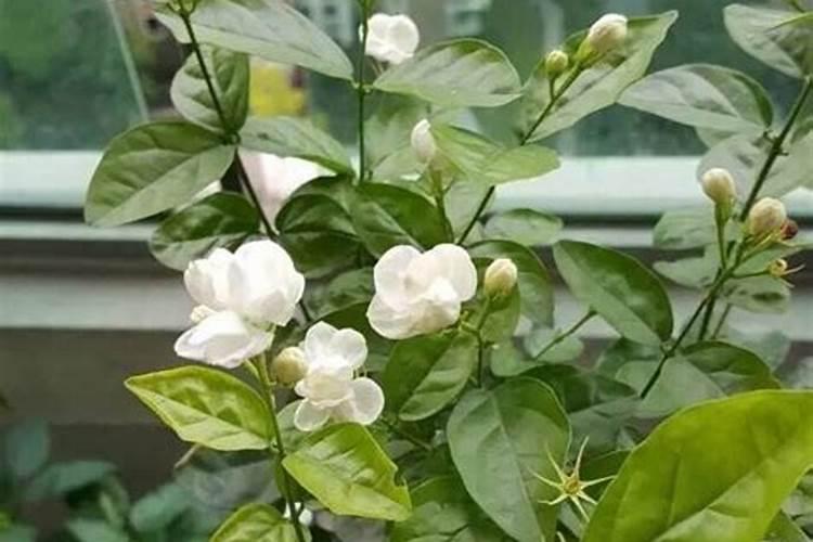 茉莉花可以用磷酸二氢钾吗
