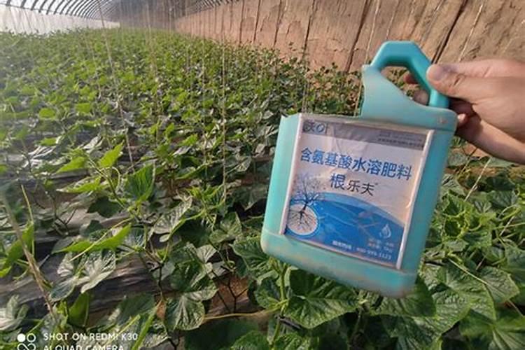 蔬菜幼苗能用生根剂吗？