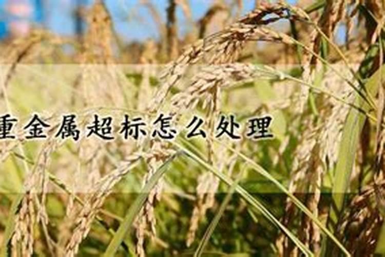 水稻施肥太多了烧苗怎么办 补救方法有哪些