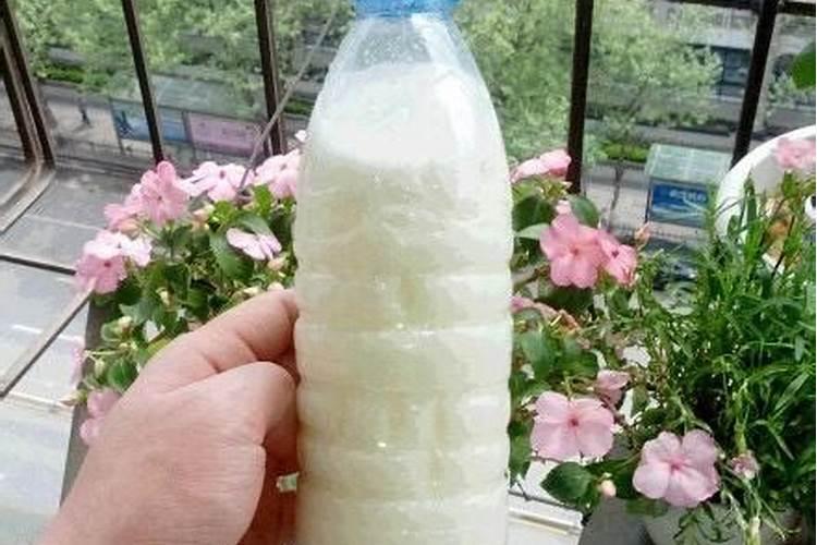 过期酸奶或牛奶怎么发酵做花肥