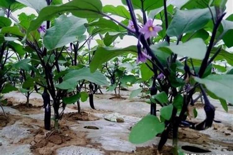茄子追肥用什么肥料好