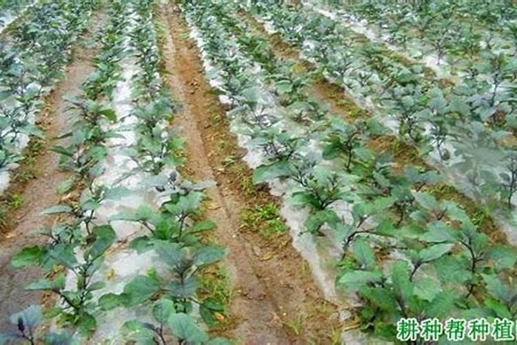 如何提高氮肥磷肥钾肥的利用率 提高氮肥磷肥钾肥的利用率方法
