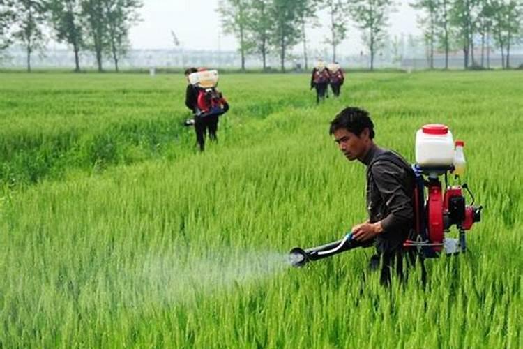 甜瓜菌核病的防治方法 甜瓜菌核病用什么药治疗