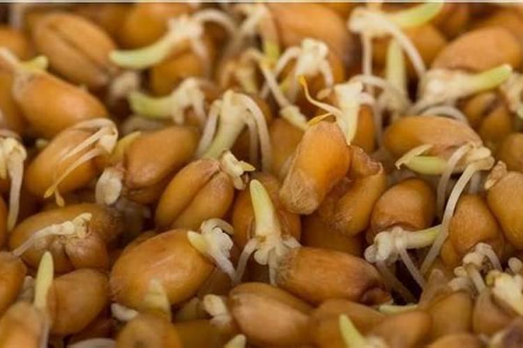 水果黄瓜种子刚种下去没发芽需要撒肥料吗？