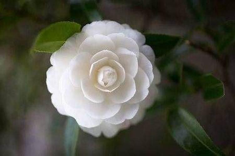 茶花如何施氮肥长得好
