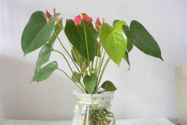 水培红掌要施什么肥好