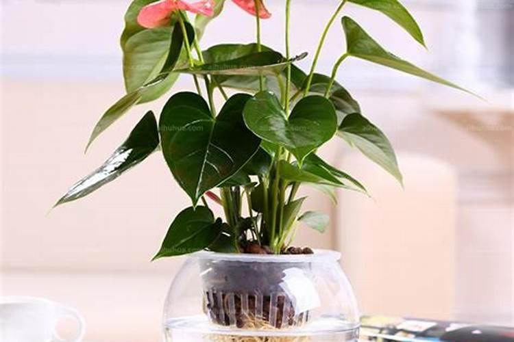 水培红掌怎么养才开花