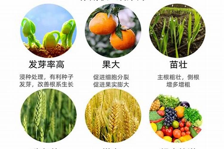 芸苔素内酯在小麦哪个阶段增产效果最好