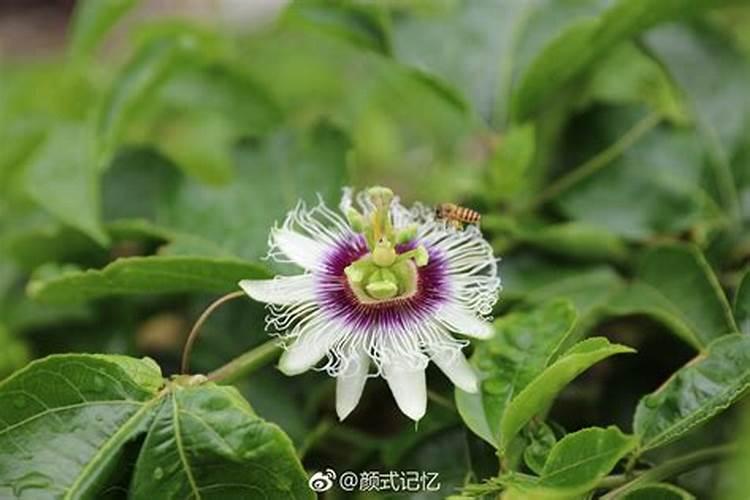 百香果打什么药能催花