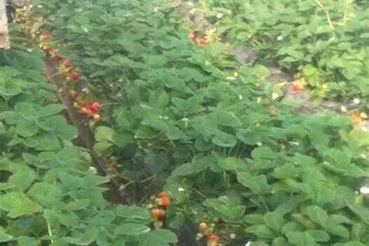 草莓用什么叶面肥