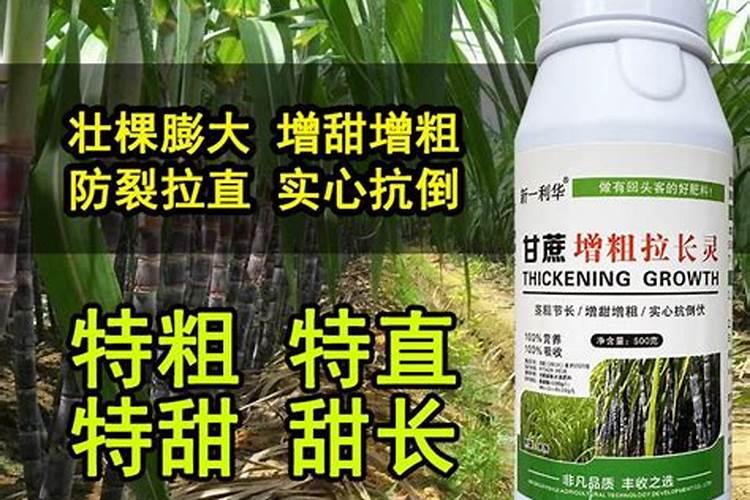 甘蔗多高打920 总共打几次