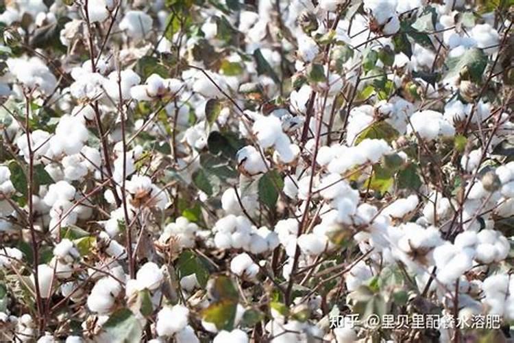 锌肥棉花七月底能滴灌吗？