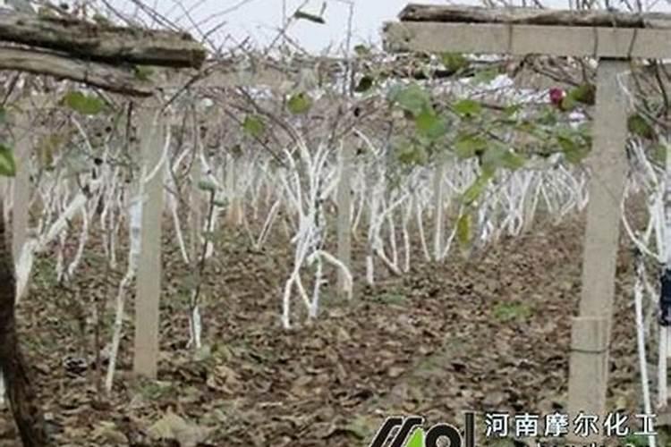 猕猴桃水溶肥的用量用法是什么