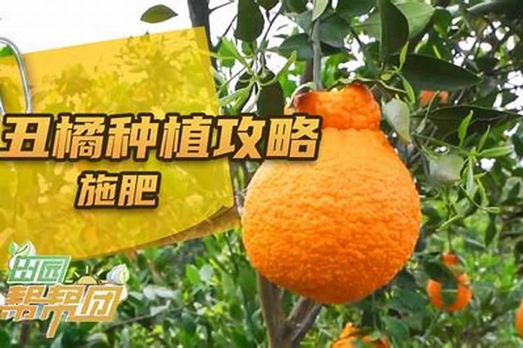 玉米专用复合肥什么含量的好