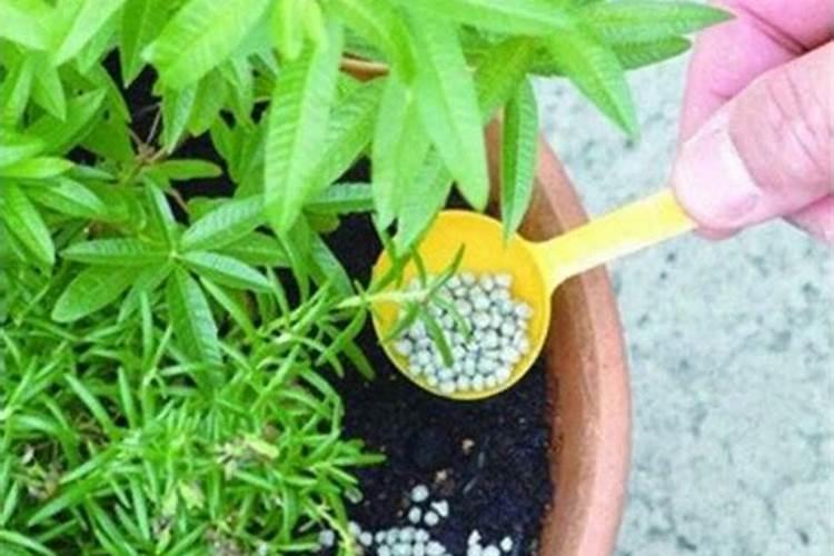长寿花施肥方法