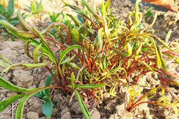 草铵膦和草甘膦哪个好 除草范围对比大全