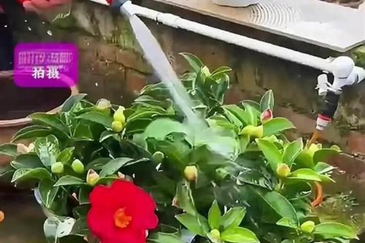 氮肥浇花如何应用