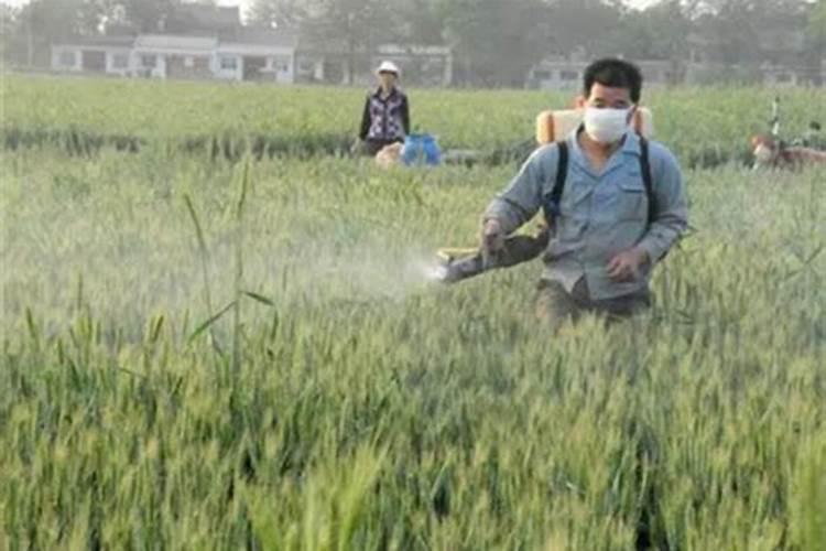 求知菜花各阶段病虫害常用农药,