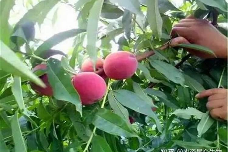 桃树硬核期施啥水溶肥最好、桃