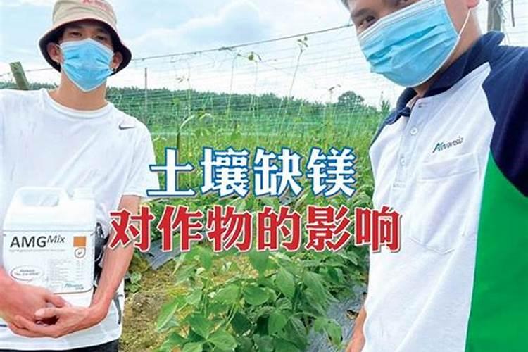 缺镁症状易发生在哪些土壤中？