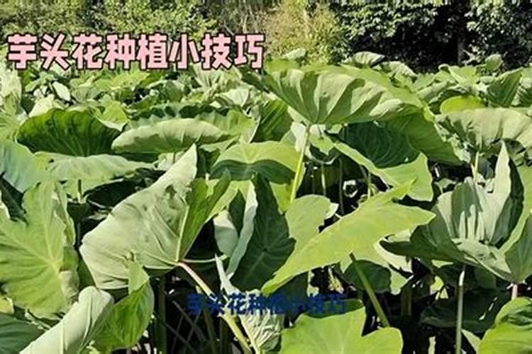 芋头膨大期用磷酸二氢钾喷叶面还是喷根好？