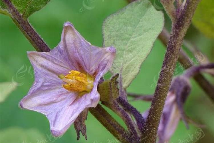 茄子开花期需施什么肥