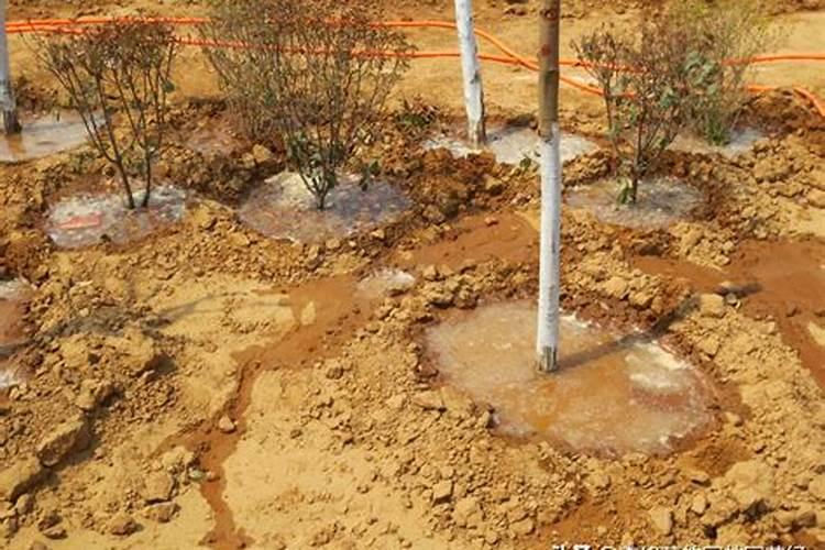 果树冲施肥多久用一次,冲施肥与水溶肥的区别,冲施肥的效果怎么样？