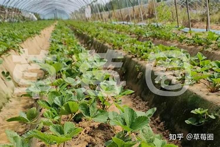 大棚草莓缺N有何表现,该如何解决？
