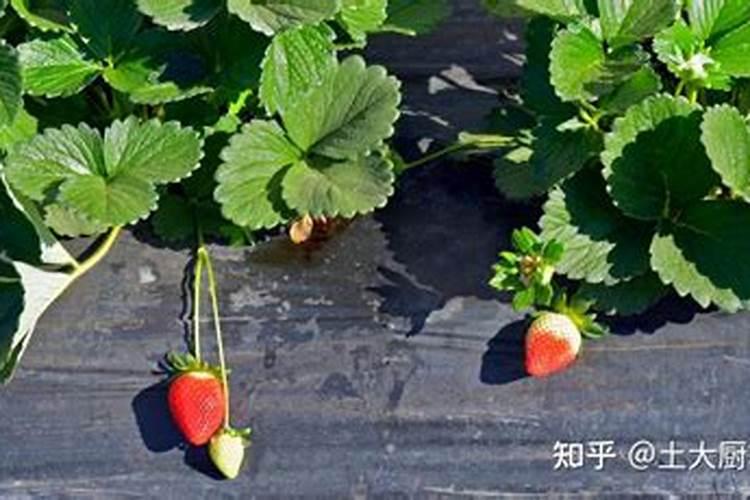 草莓各个时期的施肥方案 什么时候冲高磷肥