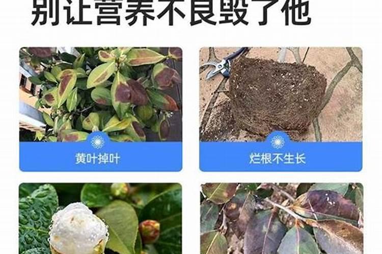 香蕉钾的含量多少