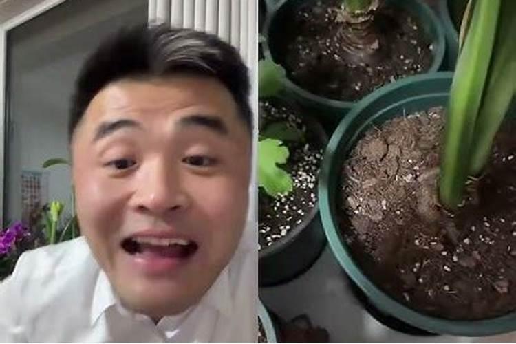 插扦后的绿萝长叶子了可以施肥吗