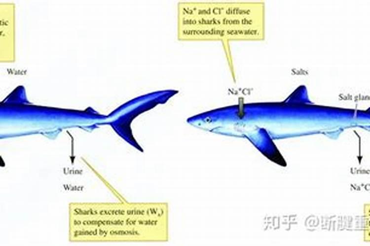 花生幼苗需要喷施鱼蛋白吗？