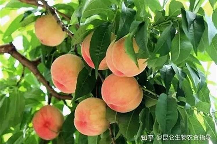 桃树细菌性穿孔病怎么防治 用什么药效果好