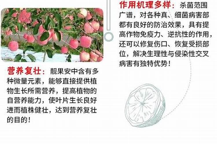 桃树穿孔病的病害防治措施